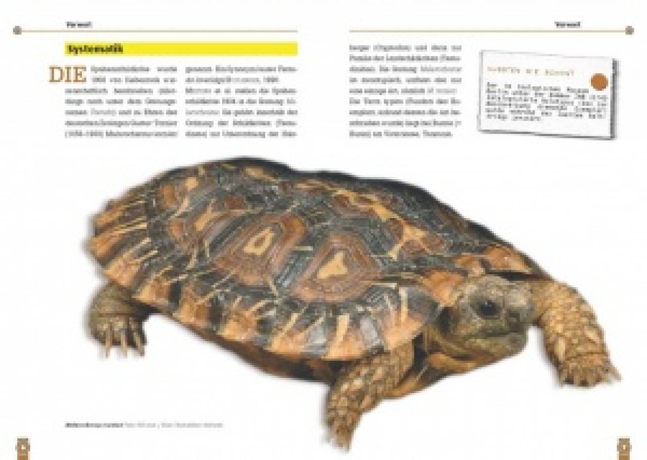 Die Spaltenschildkröte